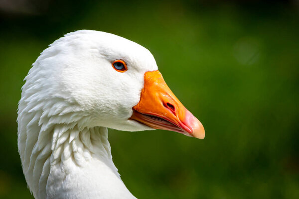 portrait of a white farm goose