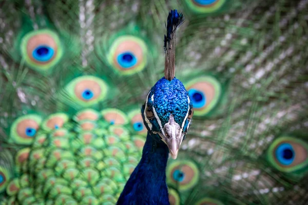 Prachtig Portret Van Een Blauwe Mannelijke Pauw Die Zijn Veren — Stockfoto
