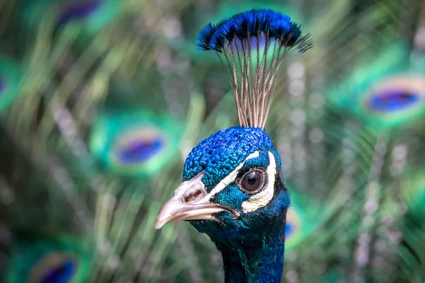 Beautiful Portrait Blue Male Peacock Spreading Its Feathers — Photo