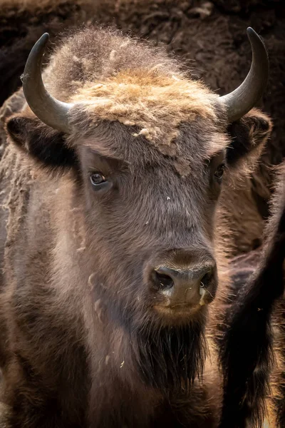 Vertical Portrait Bison Buffalo — Fotografia de Stock