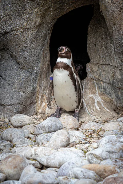 Penguin Standing Front Cave Nest — ストック写真