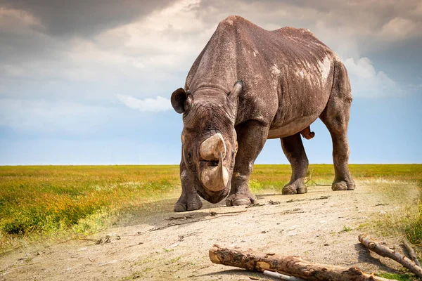 Великий Африканський Носоріг Стоїть Трав Янистому Полі Піску — стокове фото