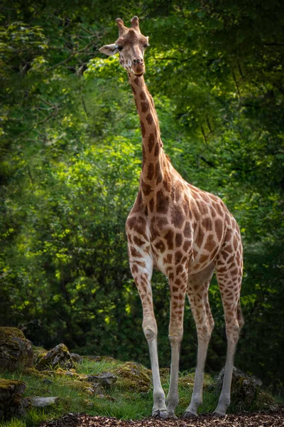 Tall Giraffe Standing Front Forest Trees — стоковое фото
