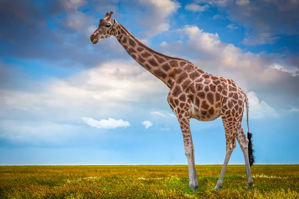 Высокий Жираф Стоящий Травянистом Поле Солнечный День — стоковое фото