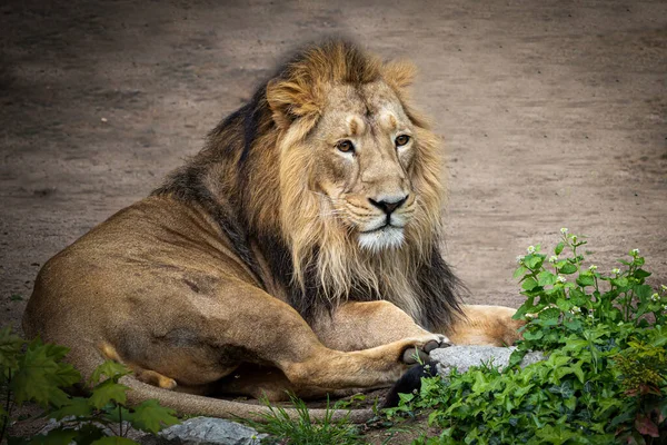 Large Male African Lion Lying Ground — Stock fotografie