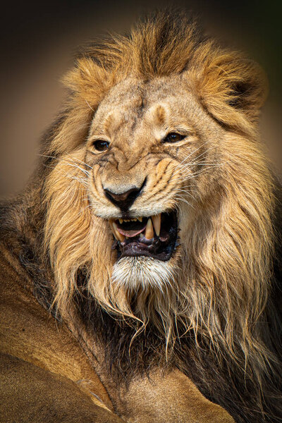 A male lion growling wizh opened mouth showing teeth loking left