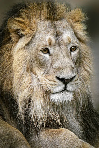 Πορτρέτο Ενός Αρσενικού Λιονταριού Που Κοιτάζει Ακριβώς Πάνω Σκούρο Φόντο — Φωτογραφία Αρχείου