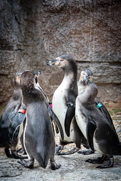 Group Pengiuins Standing Close Front Rock Wall — ストック写真