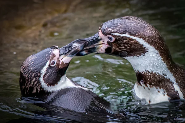 Two Loving Penguines Swimming Kissing Each Other — ストック写真