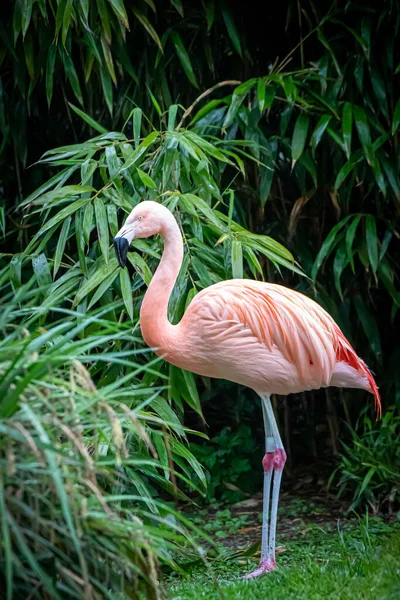 Pink Flamingo Standing Some Green Bushes — Foto de Stock