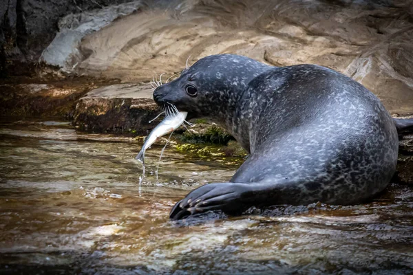 Common Grey Harbour Seal Caught Fish — ストック写真