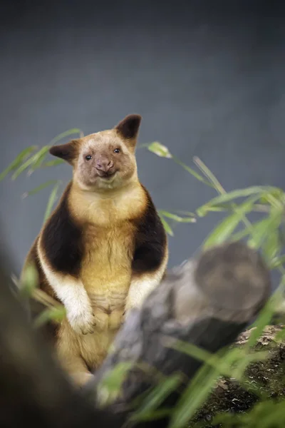 Close Portrait Tree Kangaroo Sitting Tree Blue Background — Stock Photo, Image