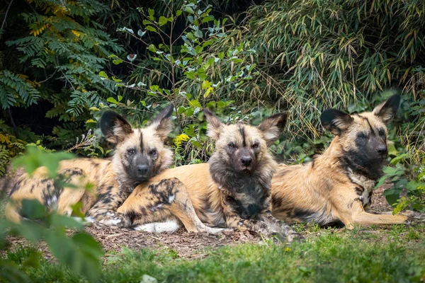 Three African Painted Dogs Laying Grass Sun — Stockfoto