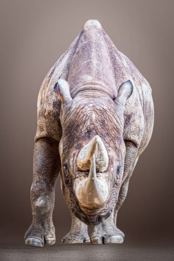 Ayakta duran gergedanın ön görüntüsü