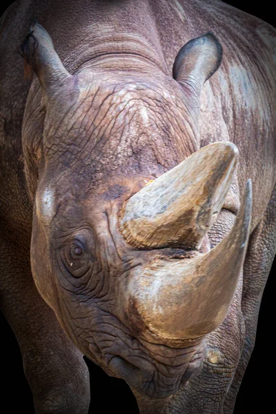 Nahaufnahme Porträt Eines Nashorn Nashornkopfes — Stockfoto
