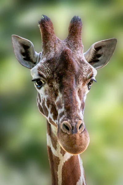 Ritratto Una Giraffa Davanti Uno Sfondo Verde — Foto Stock