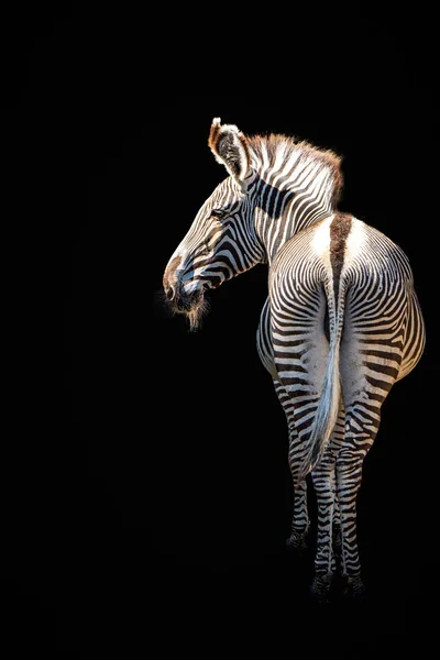 Närbild Zebra Står Inför Svart Bakgrund Tittar Mot Vänster — Stockfoto