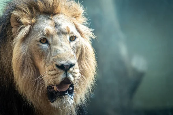 Κοντινό Πορτραίτο Αρσενικού Λιονταριού Ανοιχτό Στόμα Πράσινο Φόντο — Φωτογραφία Αρχείου