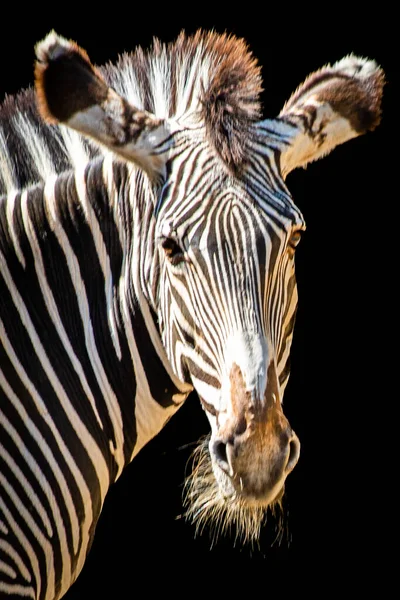Portrait Zebras Head Black Background Ears Forward — Stock Photo, Image