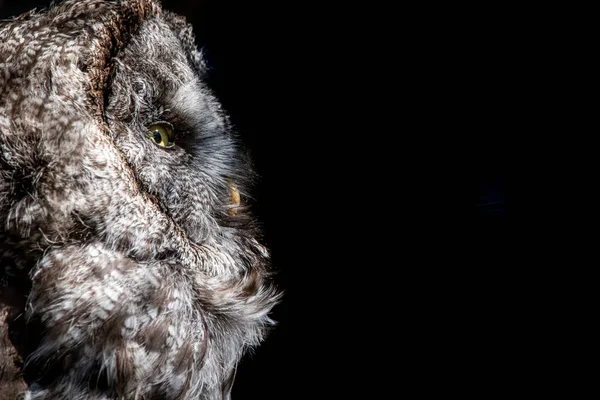 Κοντινό Πλάνο Του Great Grey Owl Κοιτάζοντας Δεξιά Μαύρο Φόντο — Φωτογραφία Αρχείου