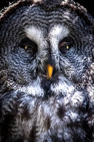 Κατακόρυφο Κοντινό Πλάνο Του Great Grey Owl Ανυπομονούμε — Φωτογραφία Αρχείου