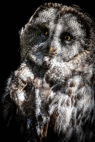 Vertical Close Great Grey Owl Looking Straight Ahead Black Background — Stock Photo, Image