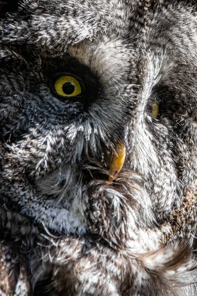 Vertical Close Great Grey Owl Looking — Stock Photo, Image
