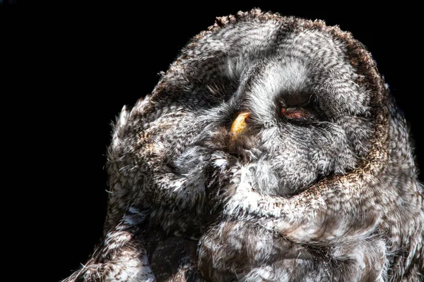 Close Sleeping Great Grey Owl Black Background — Stok Foto