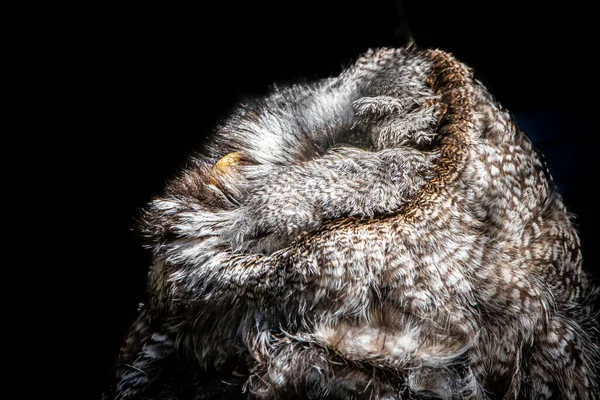 Close Great Grey Owl Looking Black Background — Stok Foto