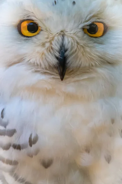 Vertical Close Portrait White Snowy Owl — Stockfoto