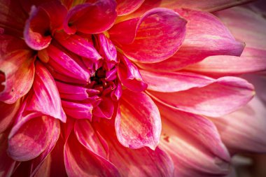 Parlak, kırmızı bir Aster çiçeğinin yakın çekimi