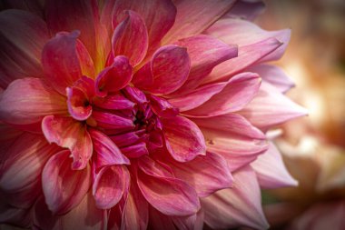 Parlak, kırmızı bir Aster çiçeğinin yakın çekimi