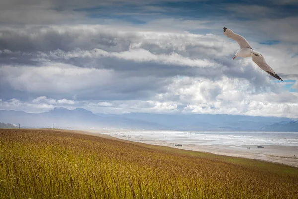 Чайка Летить Над Травою Вкрита Піщаними Дюнами Вздовж Узбережжя Пляжу — стокове фото