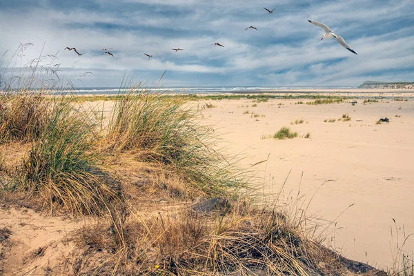 Ett Strandlandskap Med Sanddyner Flygande Mås Och Flock Vilda Pelikaner — Stockfoto
