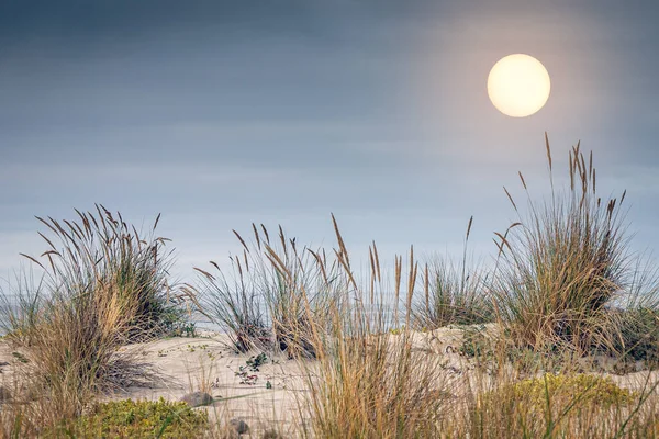 Solen Skiner Över Sanddyn Täckt Med Högt Strandgräs — Stockfoto