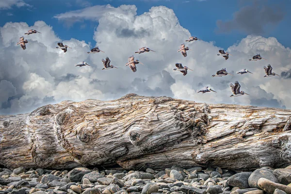 Зграя Диких Пеліканів Літають Над Вивітреним Дрифтом Пляжі — стокове фото