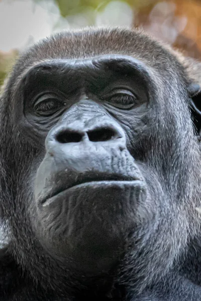 Függőleges Portré Egy Előre Tekintő Gorilláról — Stock Fotó