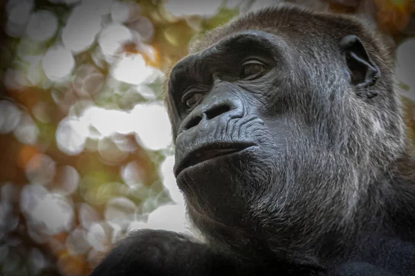 Retrato Gorila Mirando Izquierda Antes Fondo Marrón — Foto de Stock