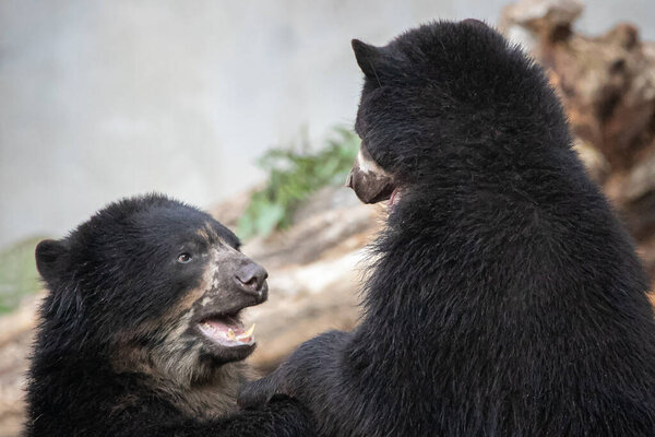 two black spectacled bears playing while standing before a natural background