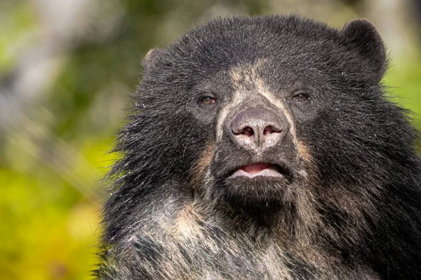 a black spectacled bear looking forward before a natural green background