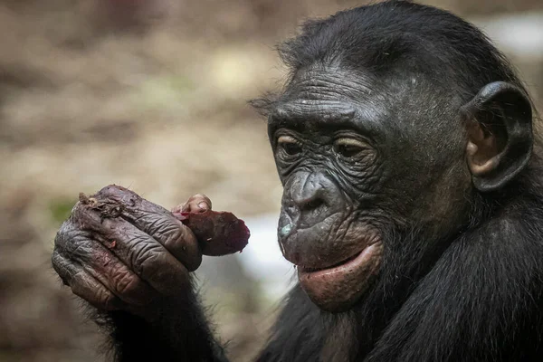 Een Bonobo Aap Eet Een Biet Zijn Hand — Stockfoto