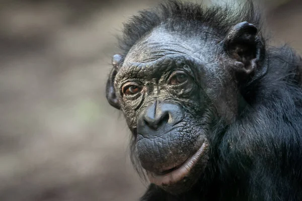 Portrait Bonobo Monkey Light Background — Stock Photo, Image