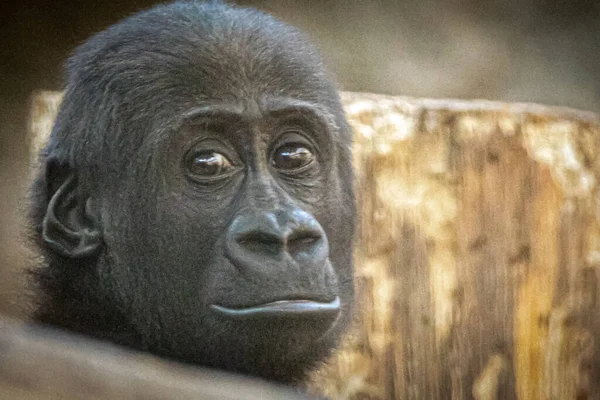 portrait of a young gorilla before a wooden background