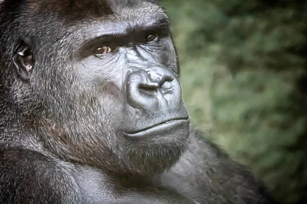 closeup portrait of a strong gorilla facing right