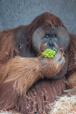 Brokoli yiyen iri bir erkek orangutanın portresi.