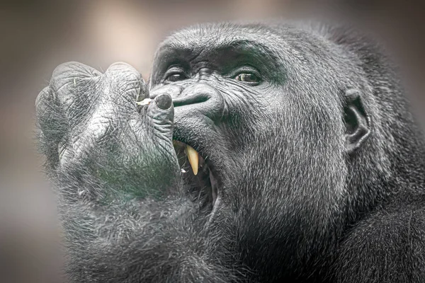 Retrato Horizontal Gorila Mordiéndose Dedo — Foto de Stock