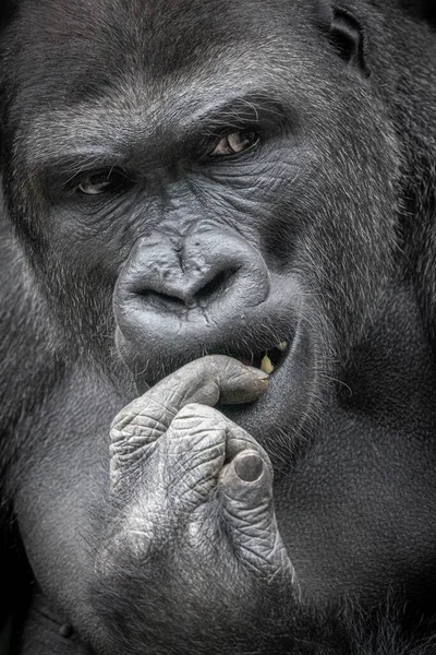 Retrato Vertical Gorila Mordiéndose Dedo — Foto de Stock