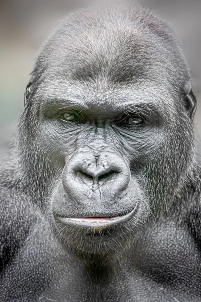 Retrato Vertical Gran Gorila Macho — Foto de Stock