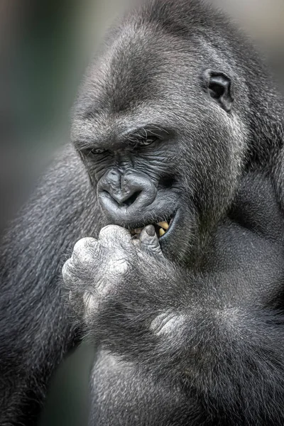 Verticaal Portret Van Een Mannelijke Gorilla Bijten Zijn Vinger — Stockfoto