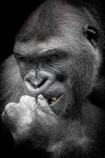 Vertical Portrait Male Gorilla Biting His Finger — Stock Photo, Image